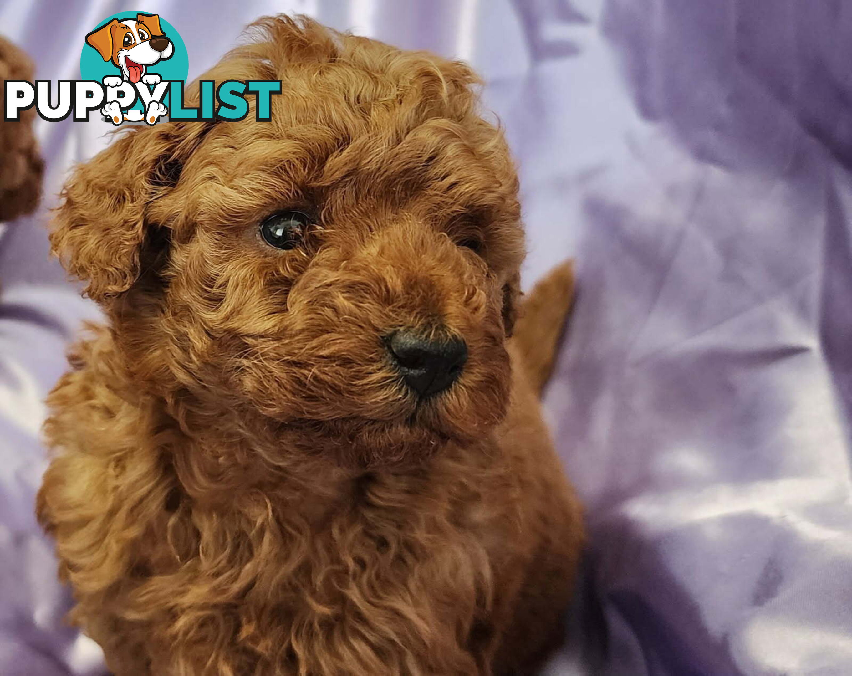 PURE Red Toy Poodle Puppies  Males $2300