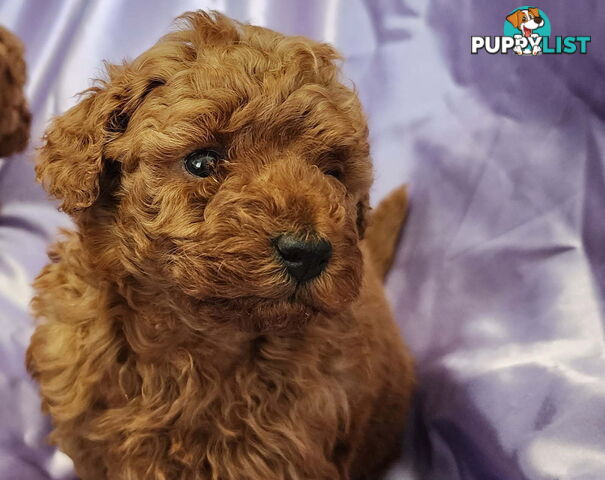 PURE Red Toy Poodle Puppies  Males $2300