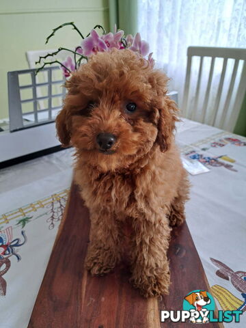 PURE Red Toy Poodle Puppies  Males $1800