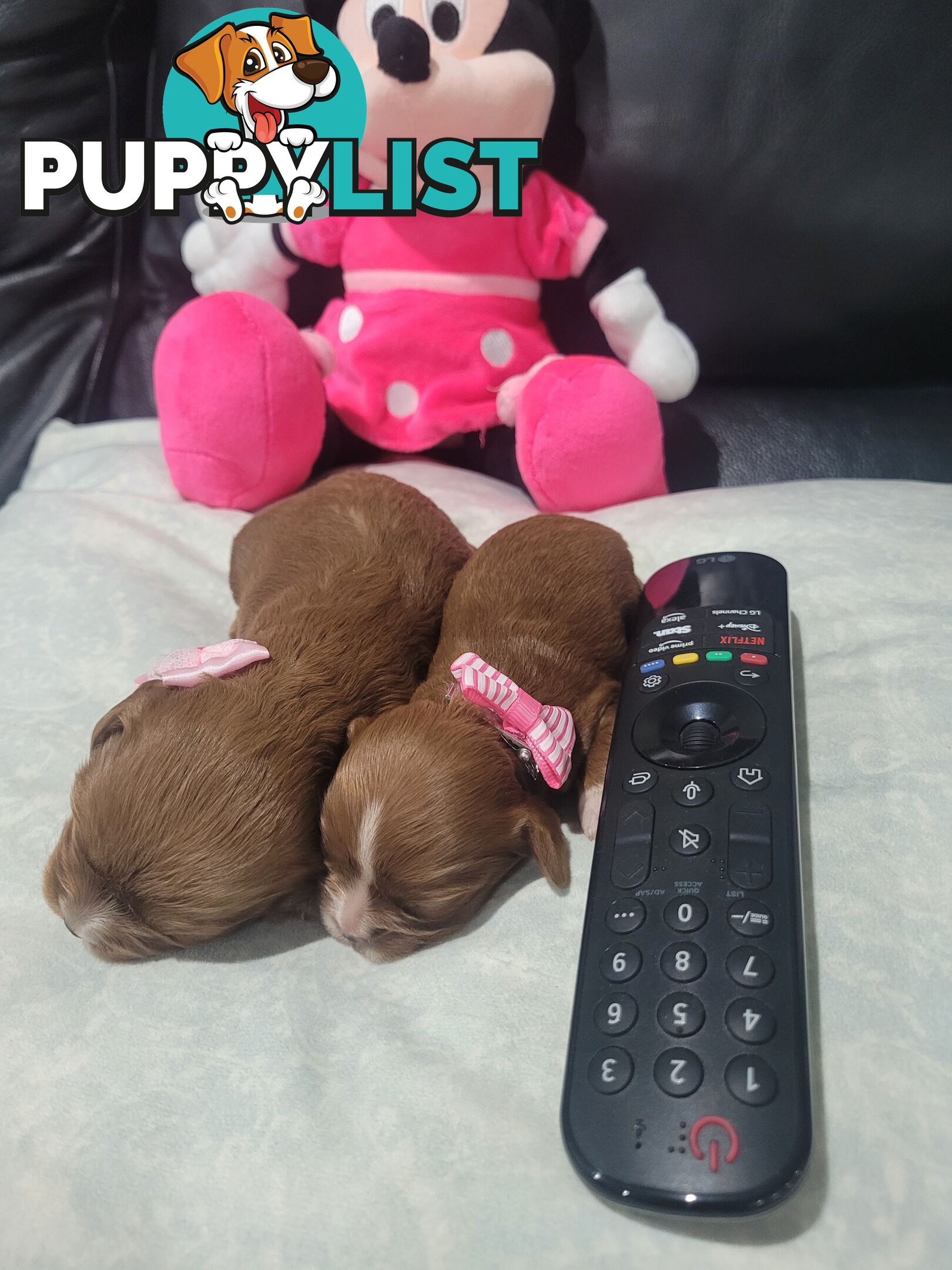 Beautiful  Stunning Ruby  F1B  Toy Cavoodles Puppies Female n Male