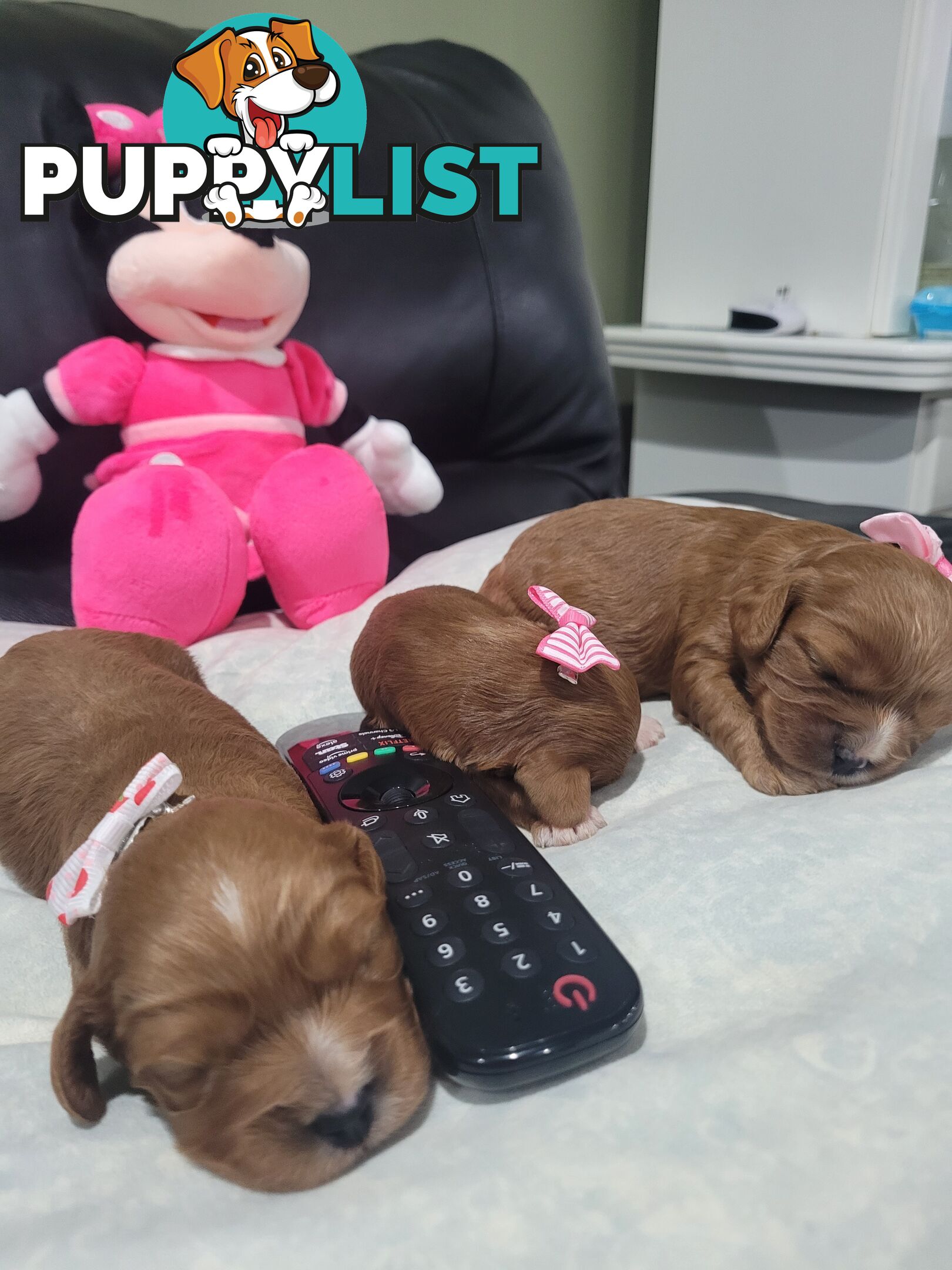 Beautiful  Stunning Ruby  F1B  Toy Cavoodles Puppies Female n Male