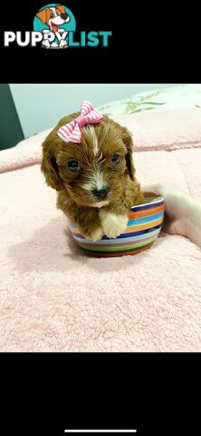 Beautiful  Stunning Ruby  F1B  Toy Cavoodles Puppies Female n Male