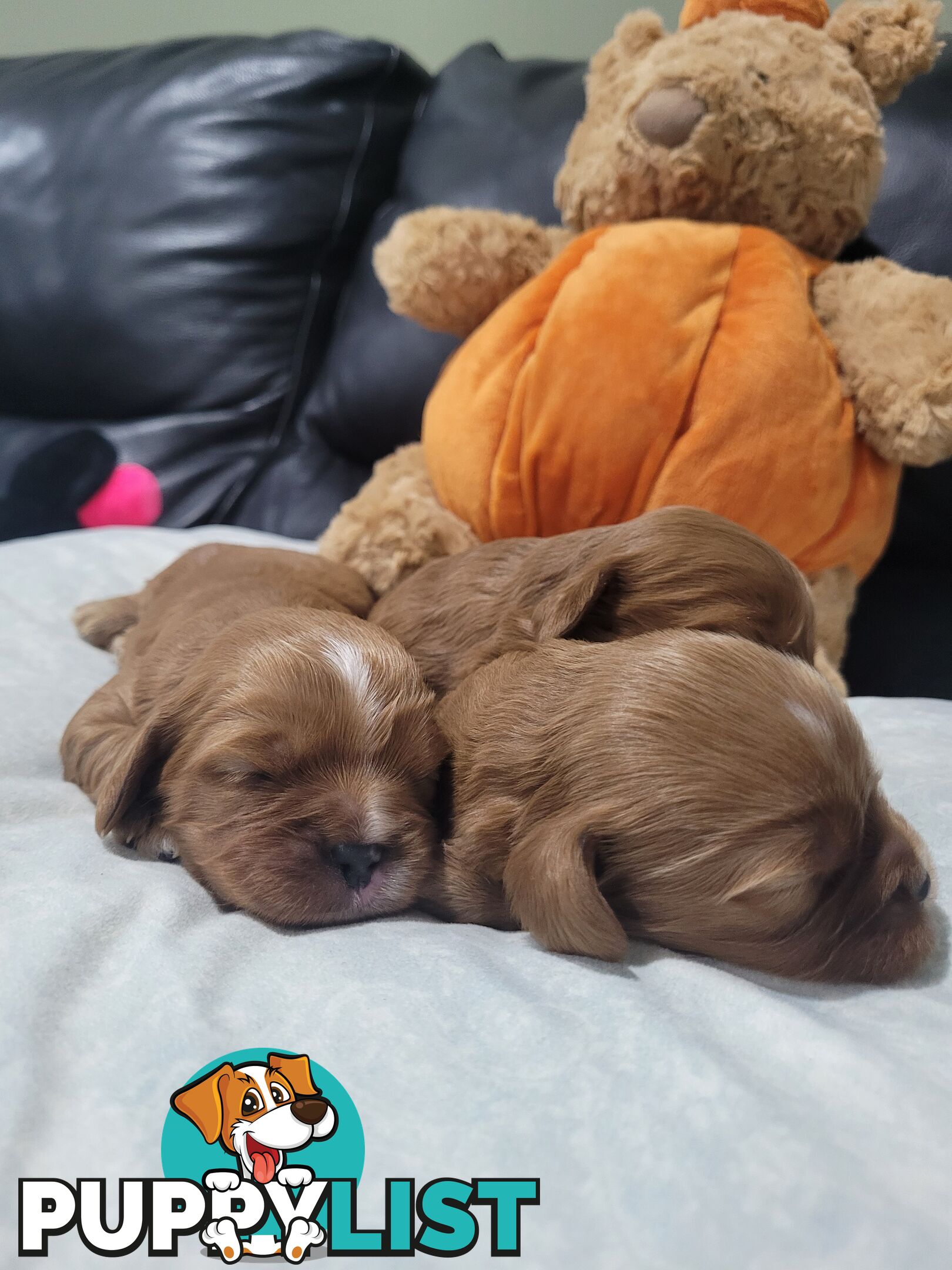 Beautiful  Stunning Ruby  F1B  Toy Cavoodles Puppies Female n Male