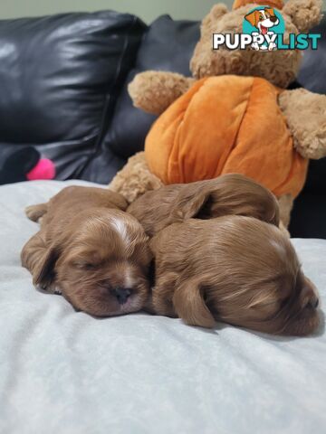 Beautiful  Stunning Ruby  F1B  Toy Cavoodles Puppies Female n Male