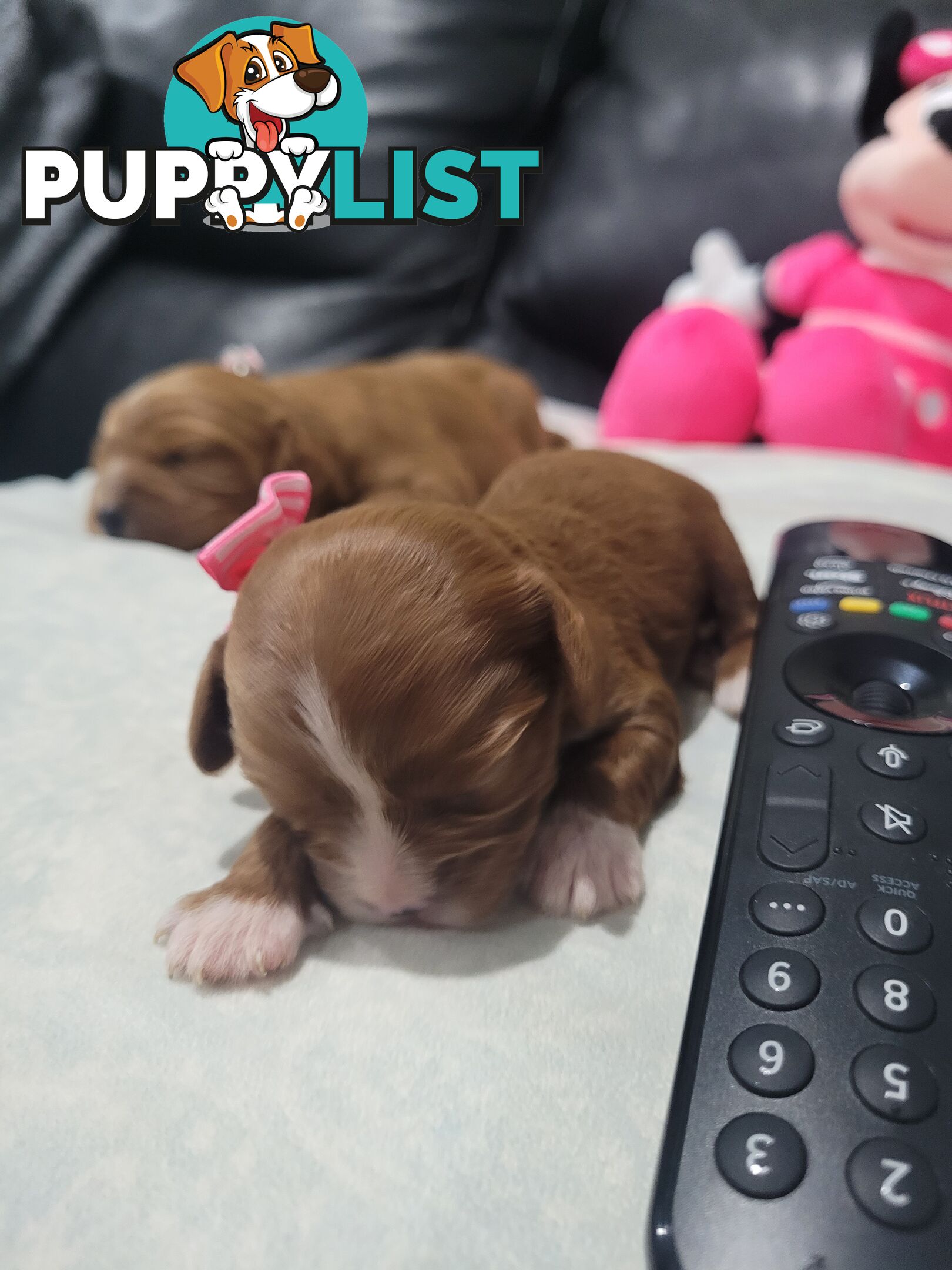 Beautiful  Stunning Ruby  F1B  Toy Cavoodles Puppies Female n Male