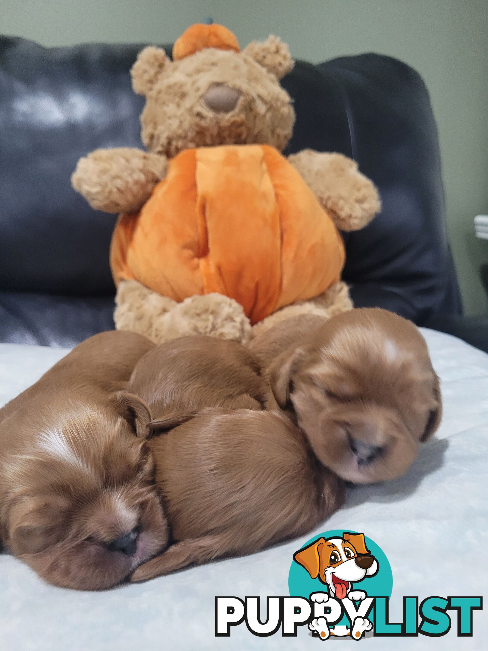 Beautiful  Stunning Ruby  F1B  Toy Cavoodles Puppies Female n Male