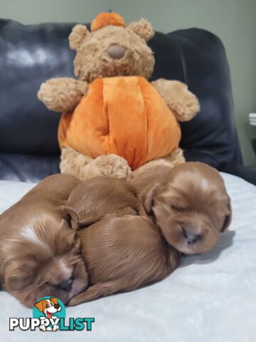 Beautiful  Stunning Ruby  F1B  Toy Cavoodles Puppies Female n Male