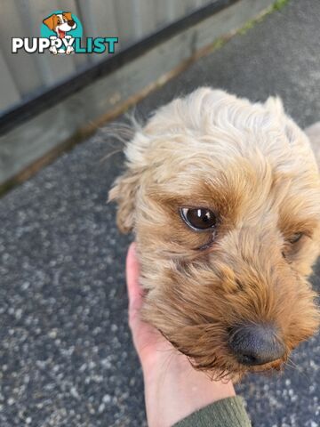 Adult FEMALE RUBY CAVOODLE  $1200  Firm Non negotiable  right home