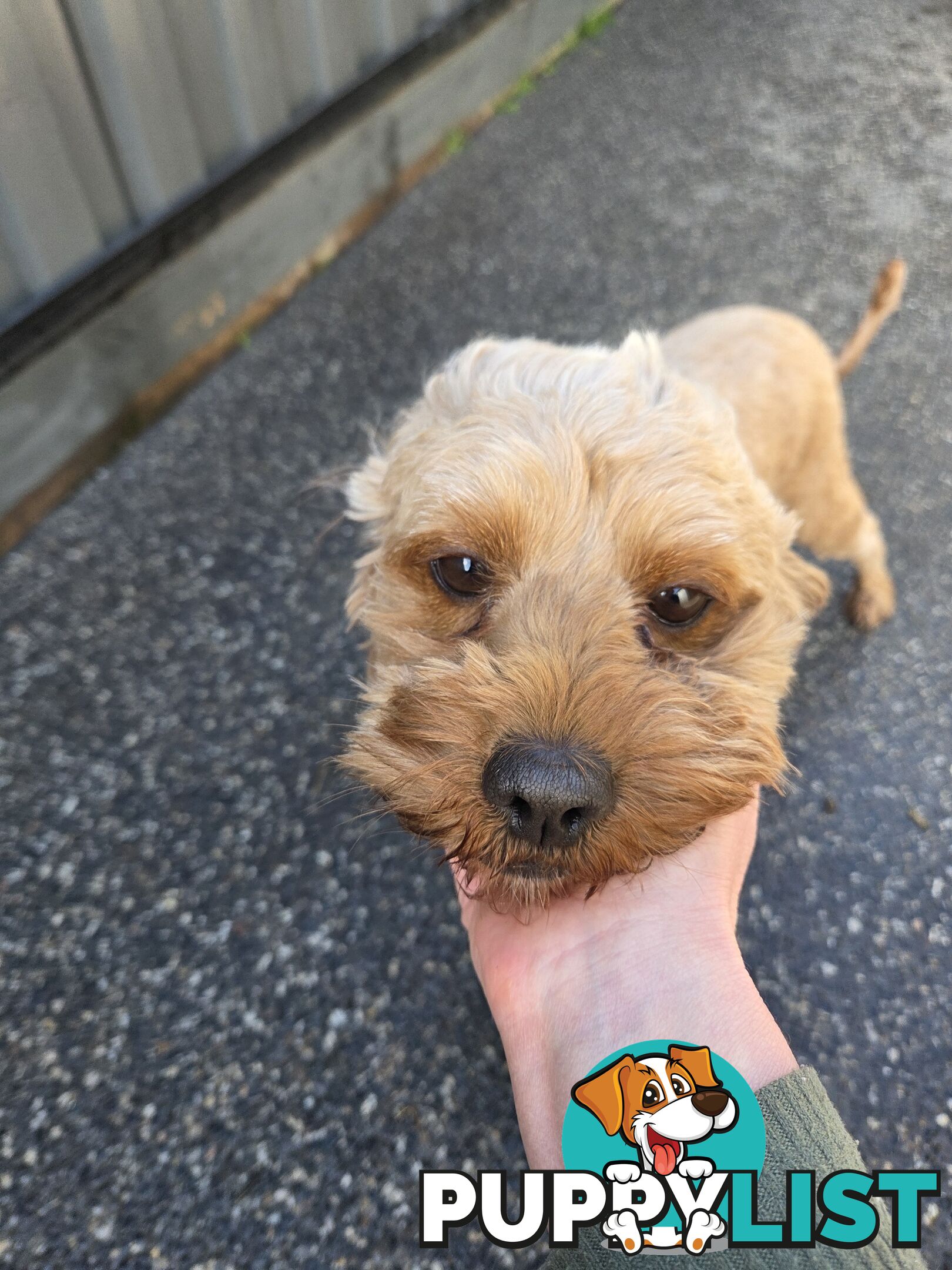 Adult FEMALE RUBY CAVOODLE  $1200  Firm Non negotiable  right home
