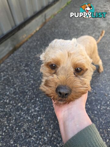 Adult FEMALE RUBY CAVOODLE  $1200  Firm Non negotiable  right home