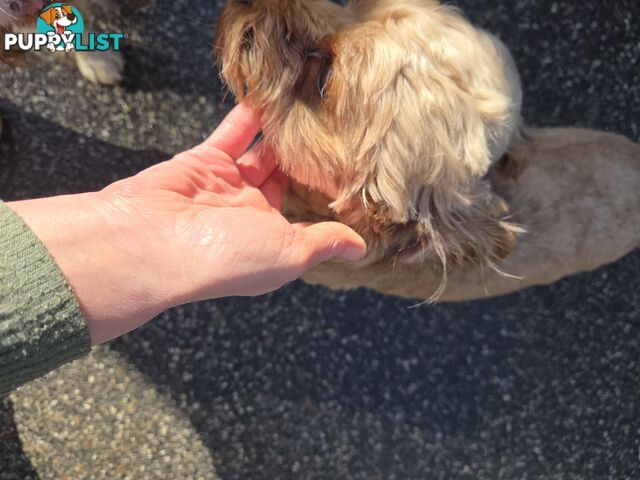 Adult FEMALE RUBY CAVOODLE  $1200  Firm Non negotiable  right home