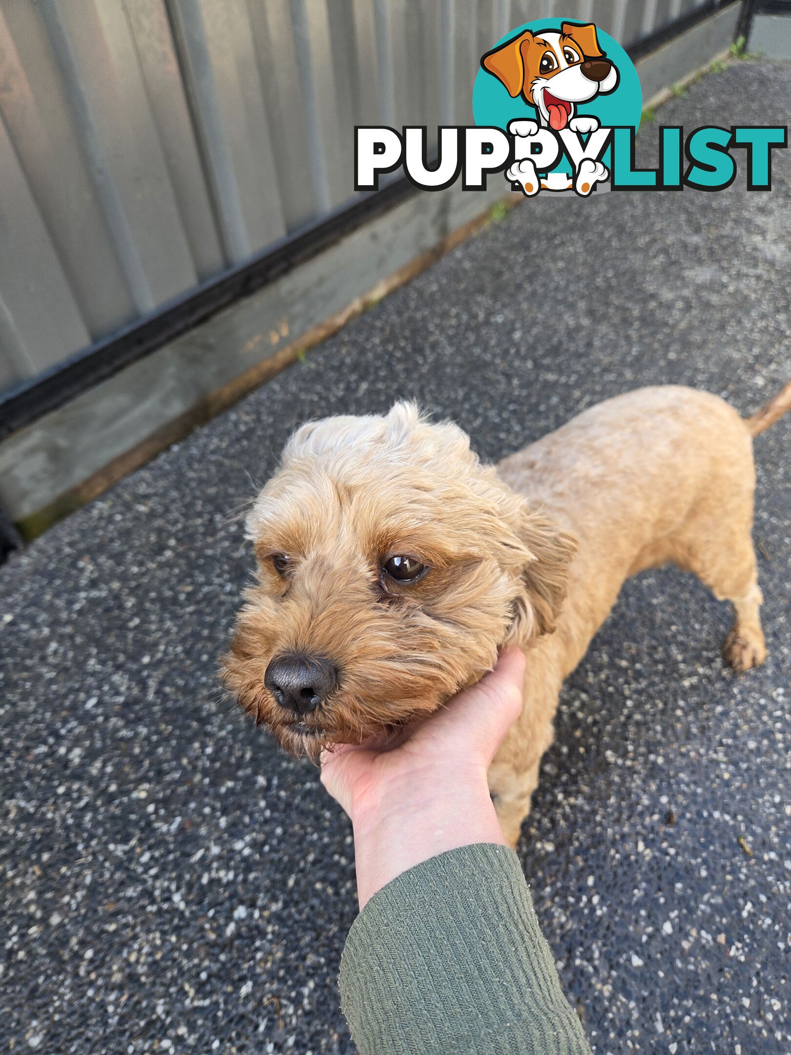 Adult FEMALE RUBY CAVOODLE  $1200  Firm Non negotiable  right home