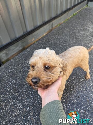 Adult FEMALE RUBY CAVOODLE  $1200  Firm Non negotiable  right home
