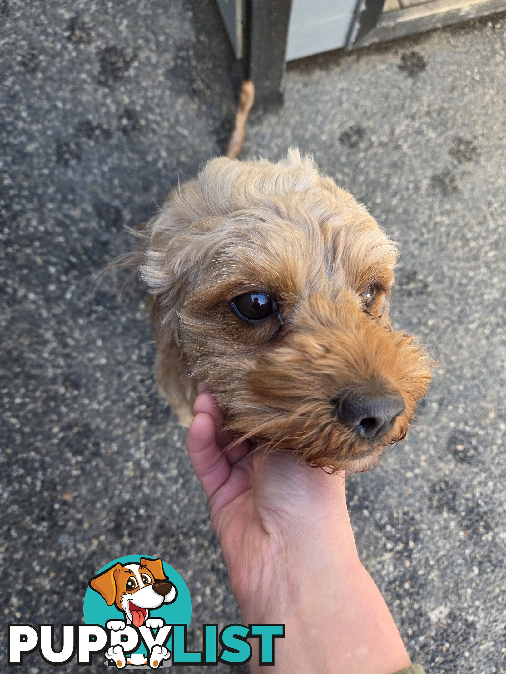 Adult FEMALE RUBY CAVOODLE  $1200  Firm Non negotiable  right home