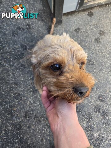 Adult FEMALE RUBY CAVOODLE  $1200  Firm Non negotiable  right home