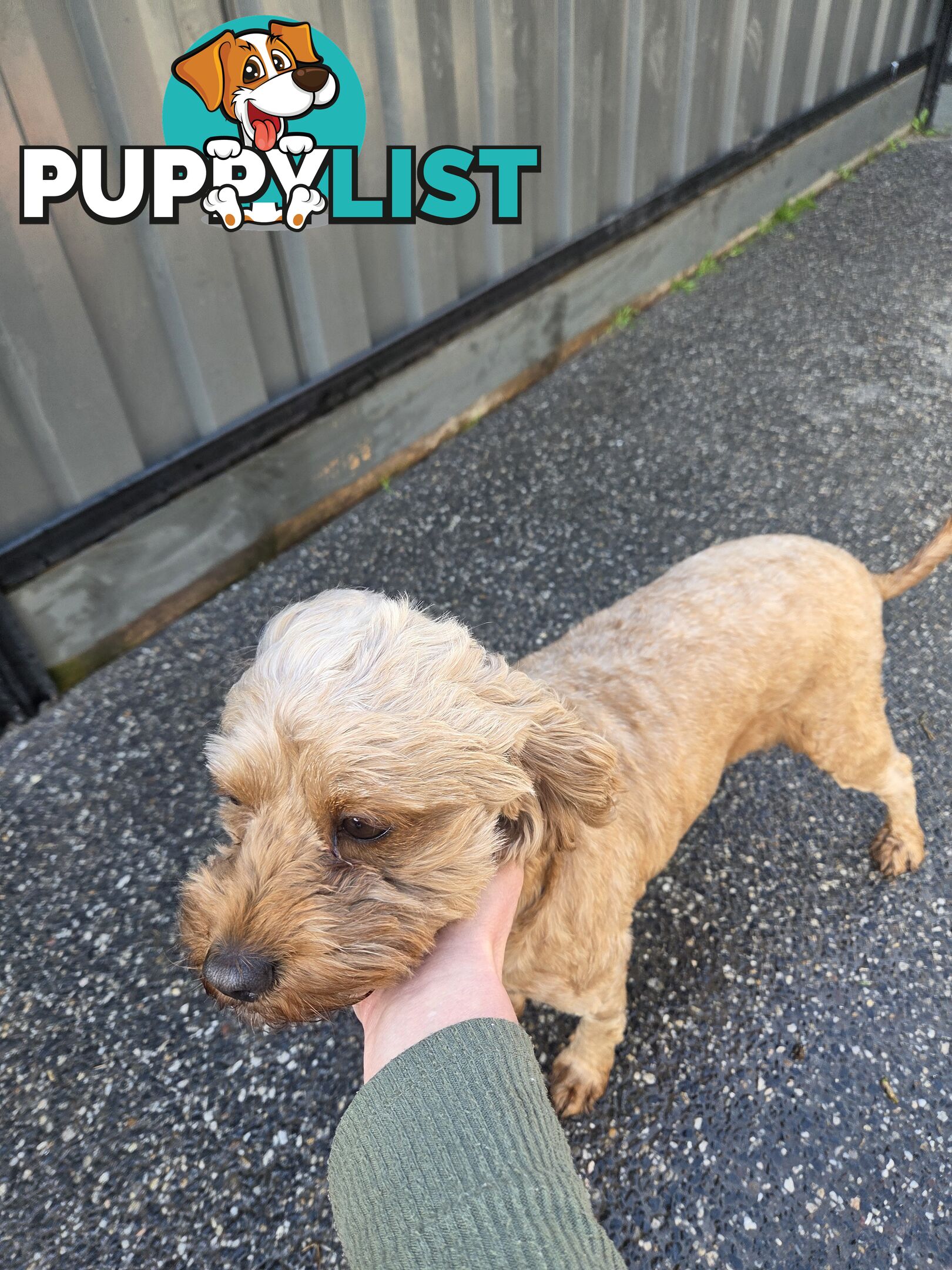 Adult FEMALE RUBY CAVOODLE  $1200  Firm Non negotiable  right home