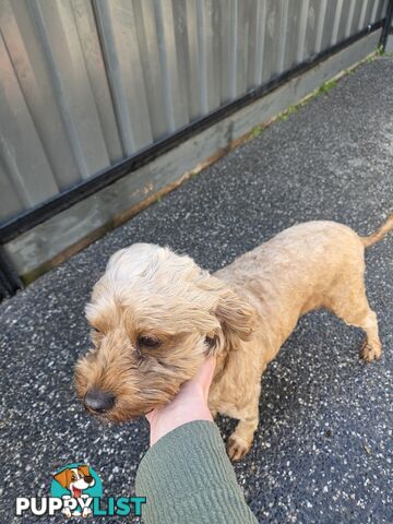 Adult FEMALE RUBY CAVOODLE  $1200  Firm Non negotiable  right home