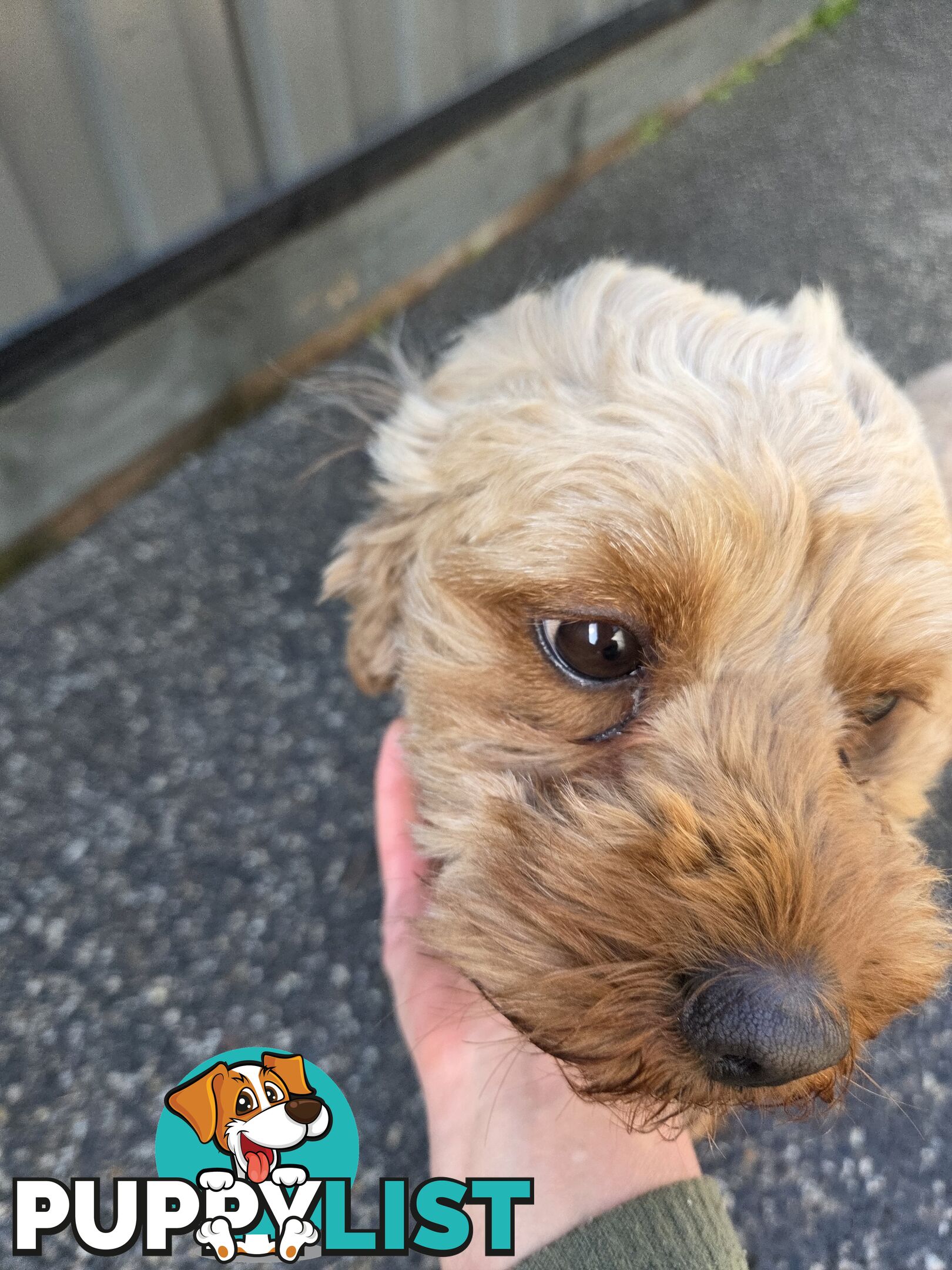 Adult FEMALE RUBY CAVOODLE  $1200  Firm Non negotiable  right home