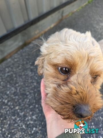 Adult FEMALE RUBY CAVOODLE  $1200  Firm Non negotiable  right home
