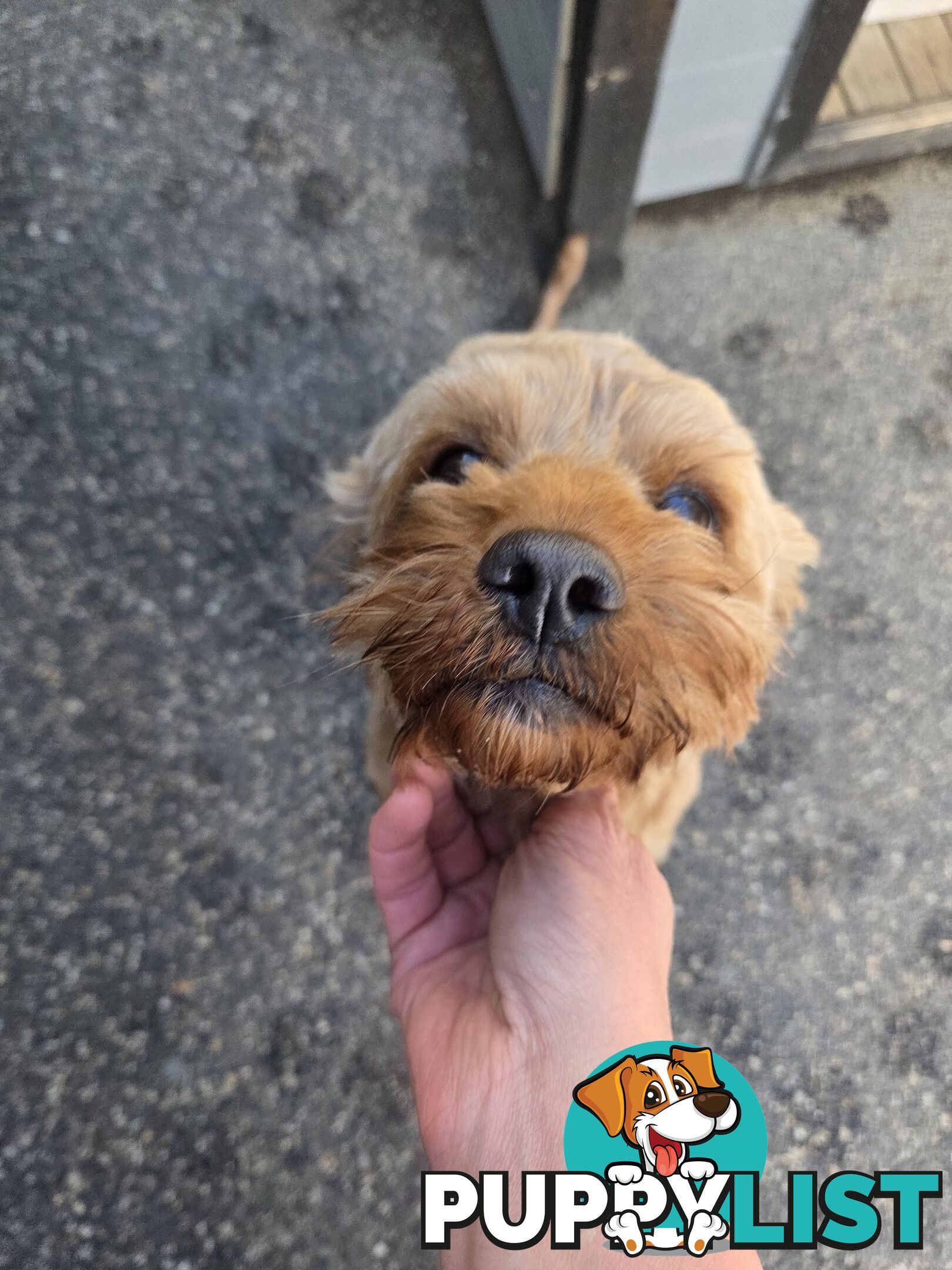 Adult FEMALE RUBY CAVOODLE  $1200  Firm Non negotiable  right home