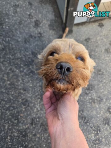 Adult FEMALE RUBY CAVOODLE  $1200  Firm Non negotiable  right home