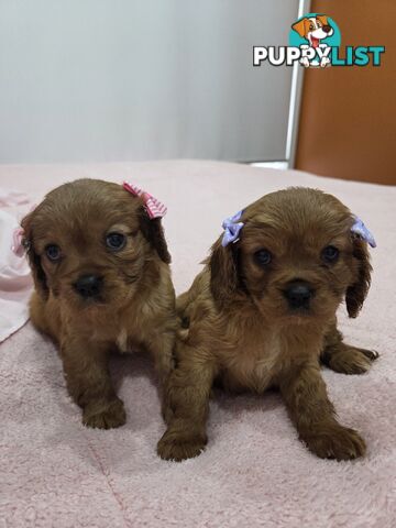 PURE CAVAILIER RUBY FEMALES $3000