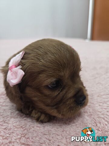 PURE CAVAILIER RUBY FEMALES $1800