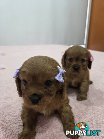 PURE CAVAILIER RUBY FEMALES $1500