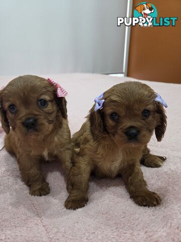 PURE CAVAILIER RUBY FEMALES $1800