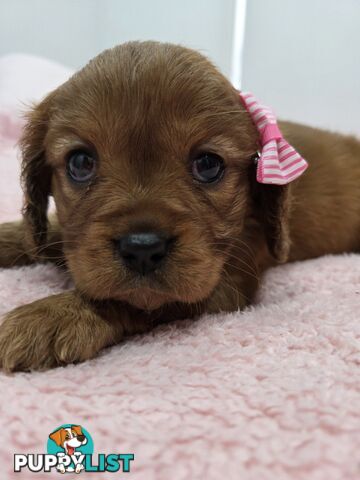 PURE CAVAILIER RUBY FEMALES $1800