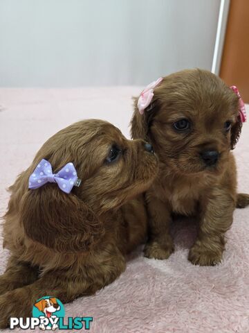 PURE CAVAILIER RUBY FEMALES $2300