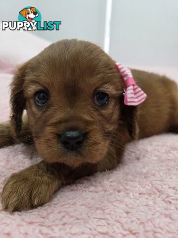 PURE CAVAILIER RUBY FEMALES $1800