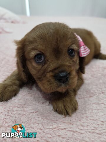 PURE CAVAILIER RUBY FEMALES $2300