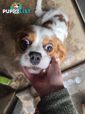 PURE CAVAILIER RUBY FEMALES $1800