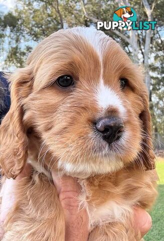 Cavoodle Puppies 2nd Generation