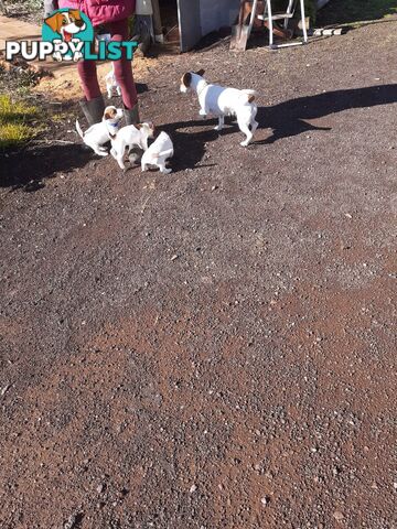 Gorgeous little pure bread jack Russell puppies
