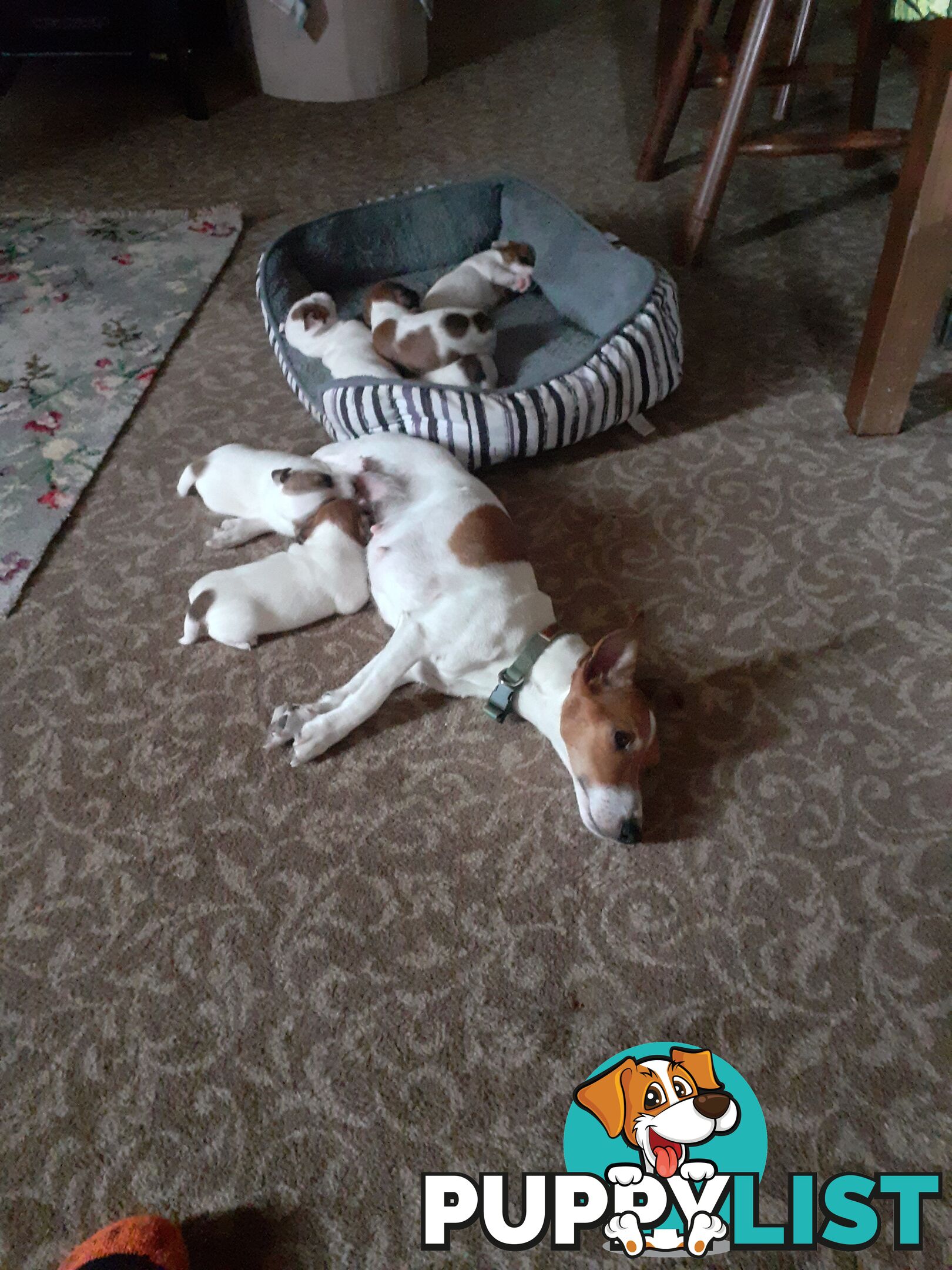 Gorgeous little pure bread jack Russell puppies