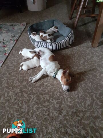 Gorgeous little pure bread jack Russell puppies