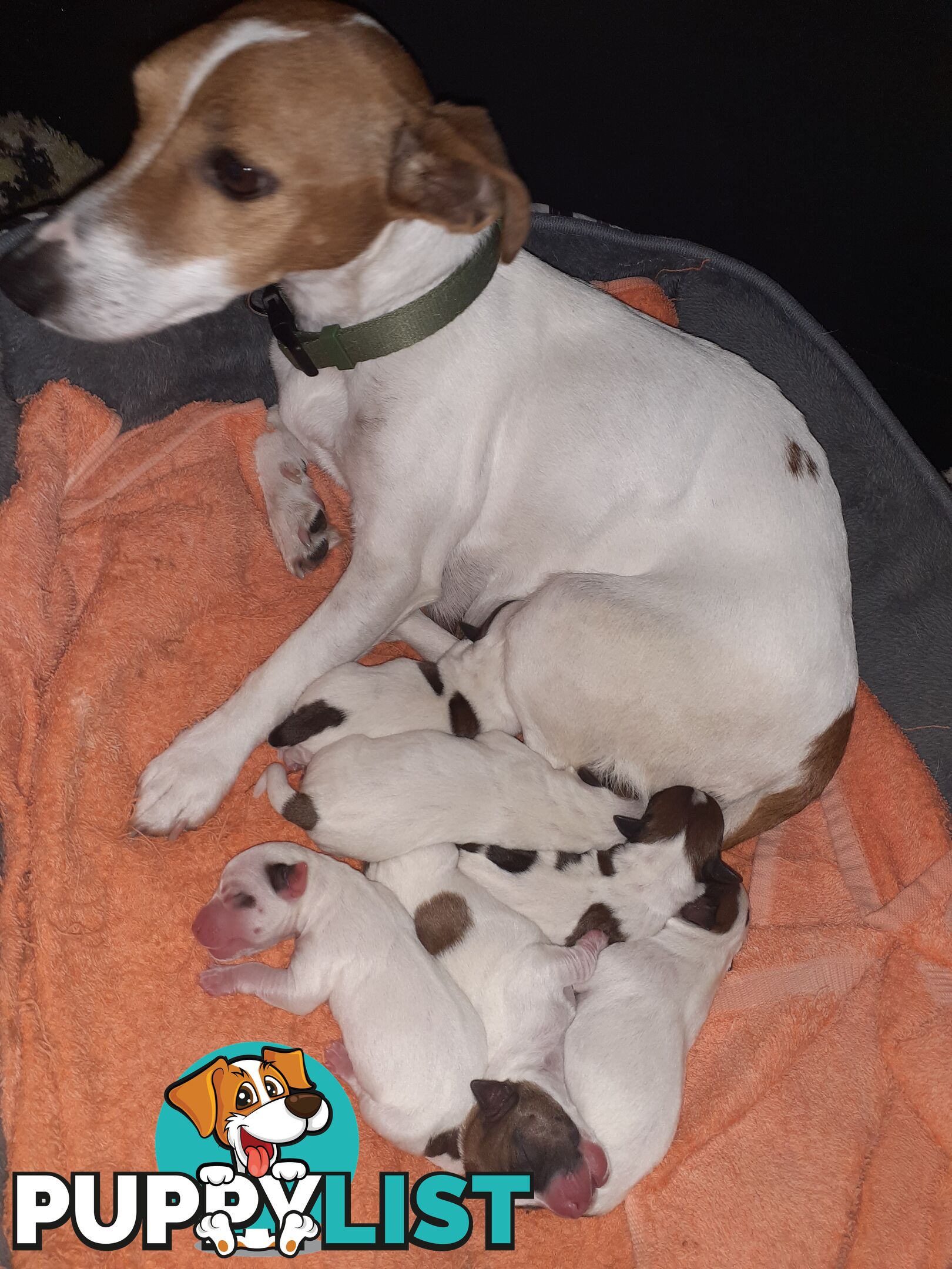 Gorgeous little pure bread jack Russell puppies