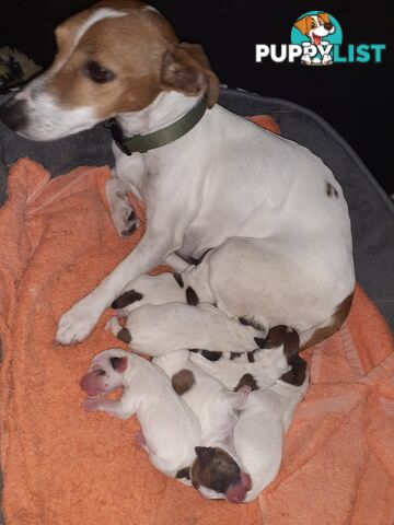 Gorgeous little pure bread jack Russell puppies