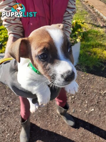 Gorgeous little pure bread jack Russell puppies