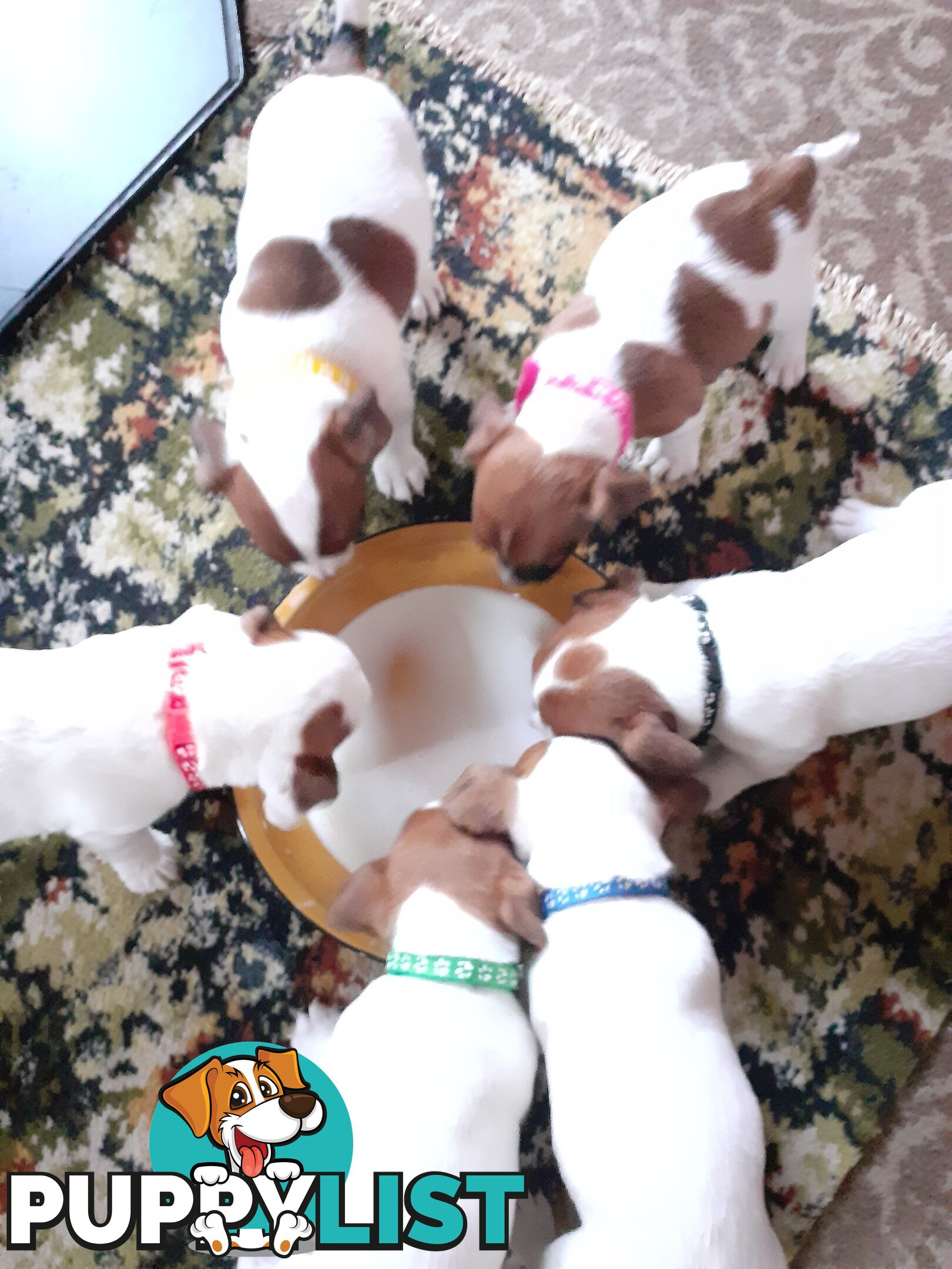 Gorgeous little pure bread jack Russell puppies