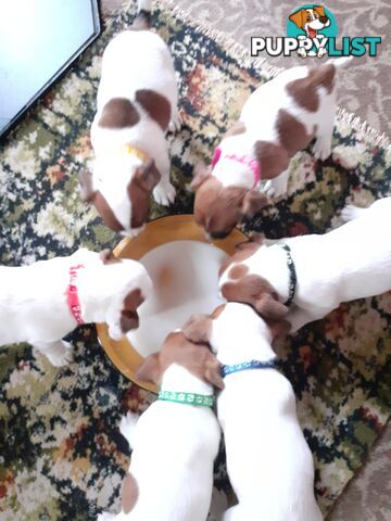 Gorgeous little pure bread jack Russell puppies