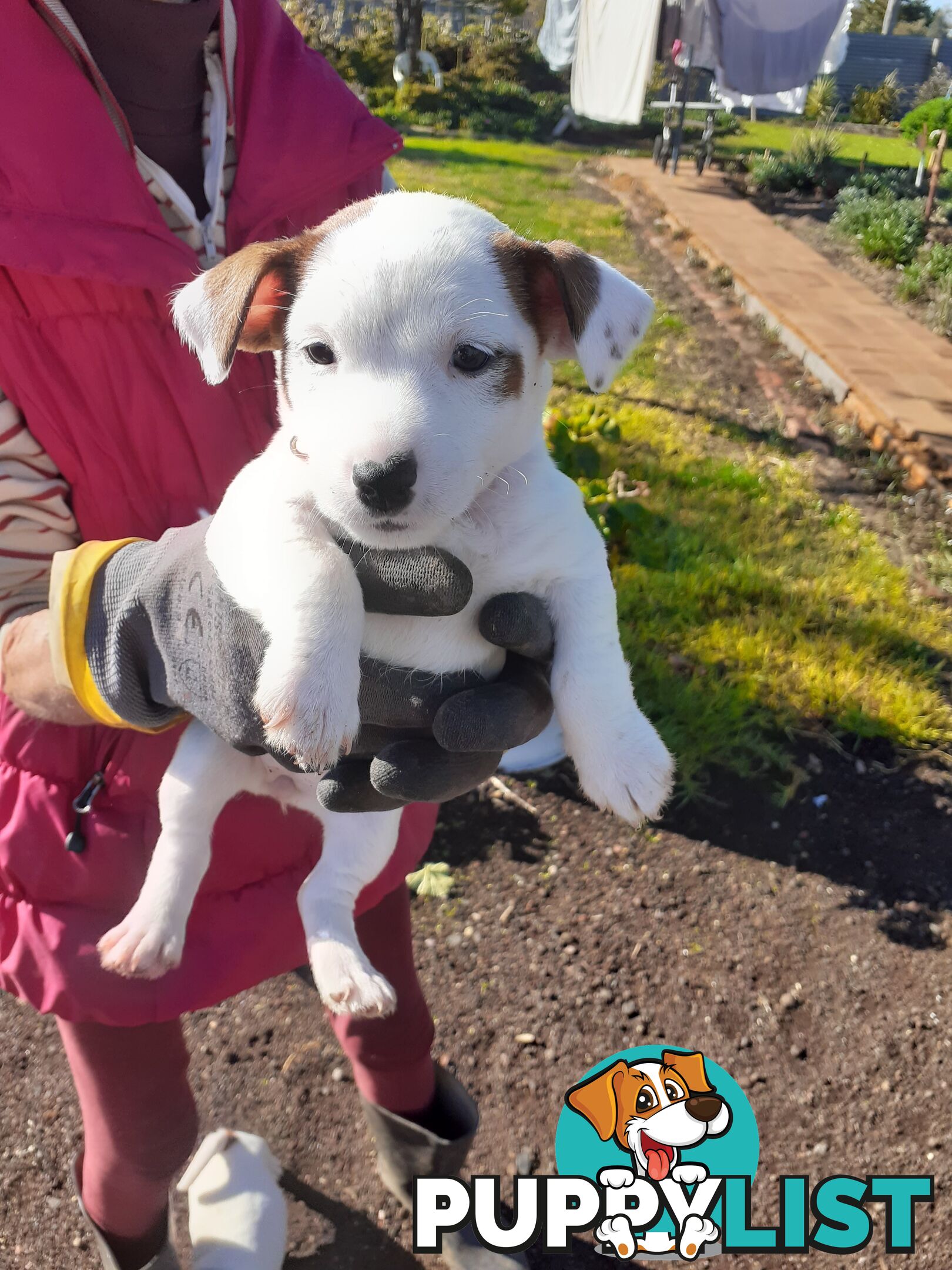 Gorgeous little pure bread jack Russell puppies