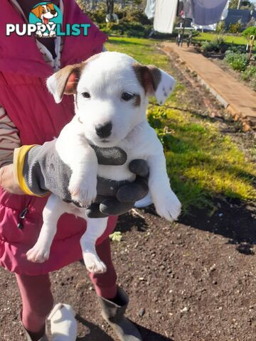 Gorgeous little pure bread jack Russell puppies