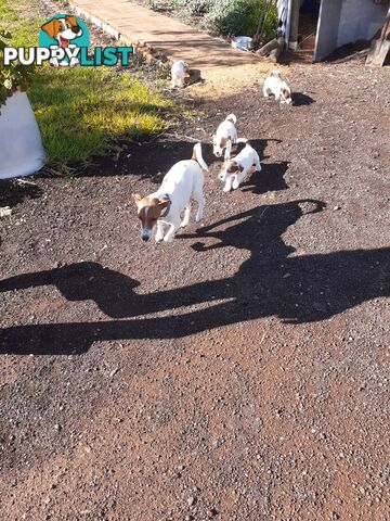 Gorgeous little pure bread jack Russell puppies