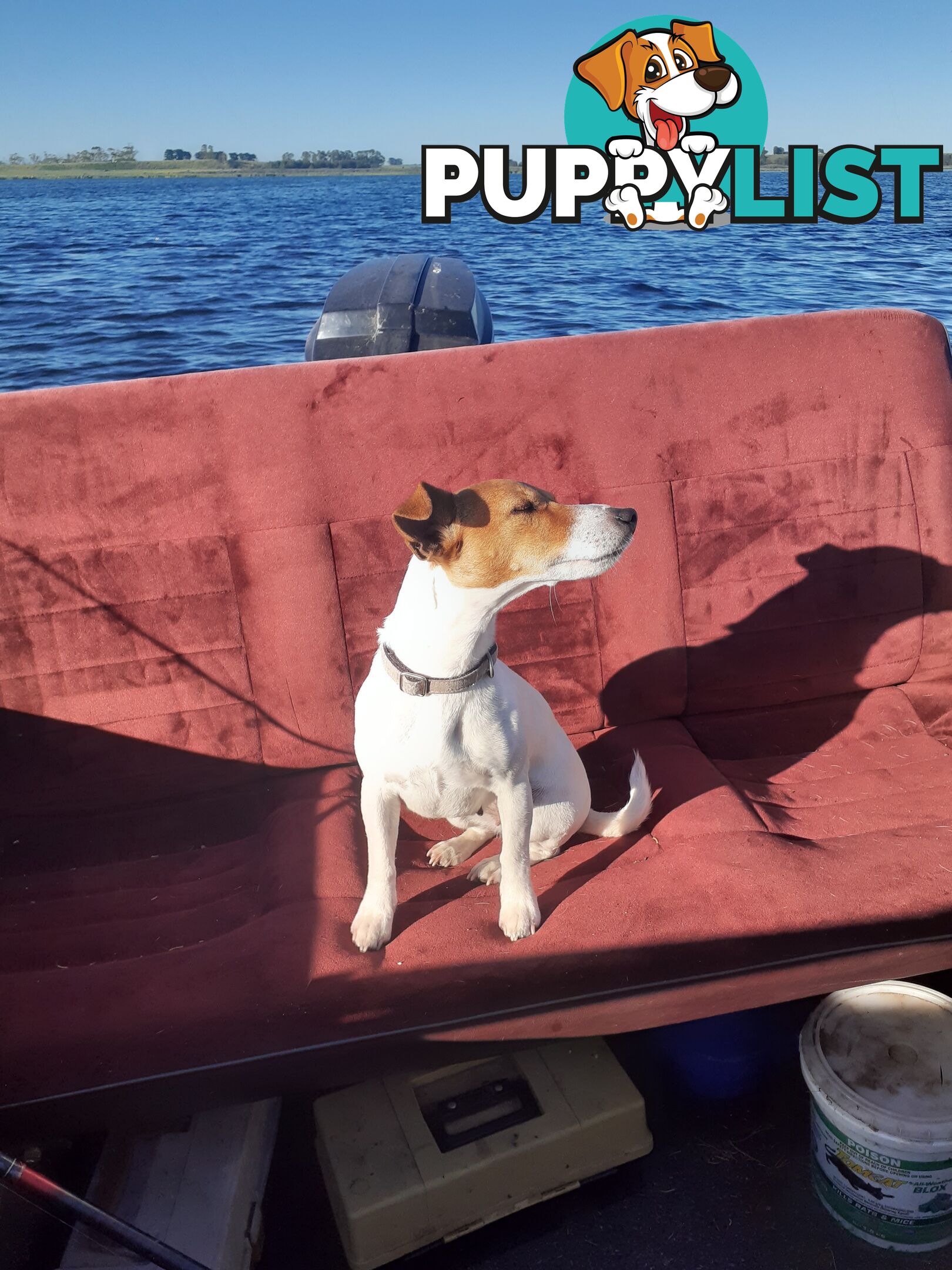 Gorgeous little pure bread jack Russell puppies