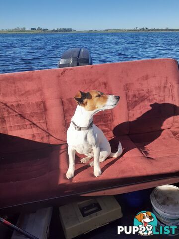 Gorgeous little pure bread jack Russell puppies