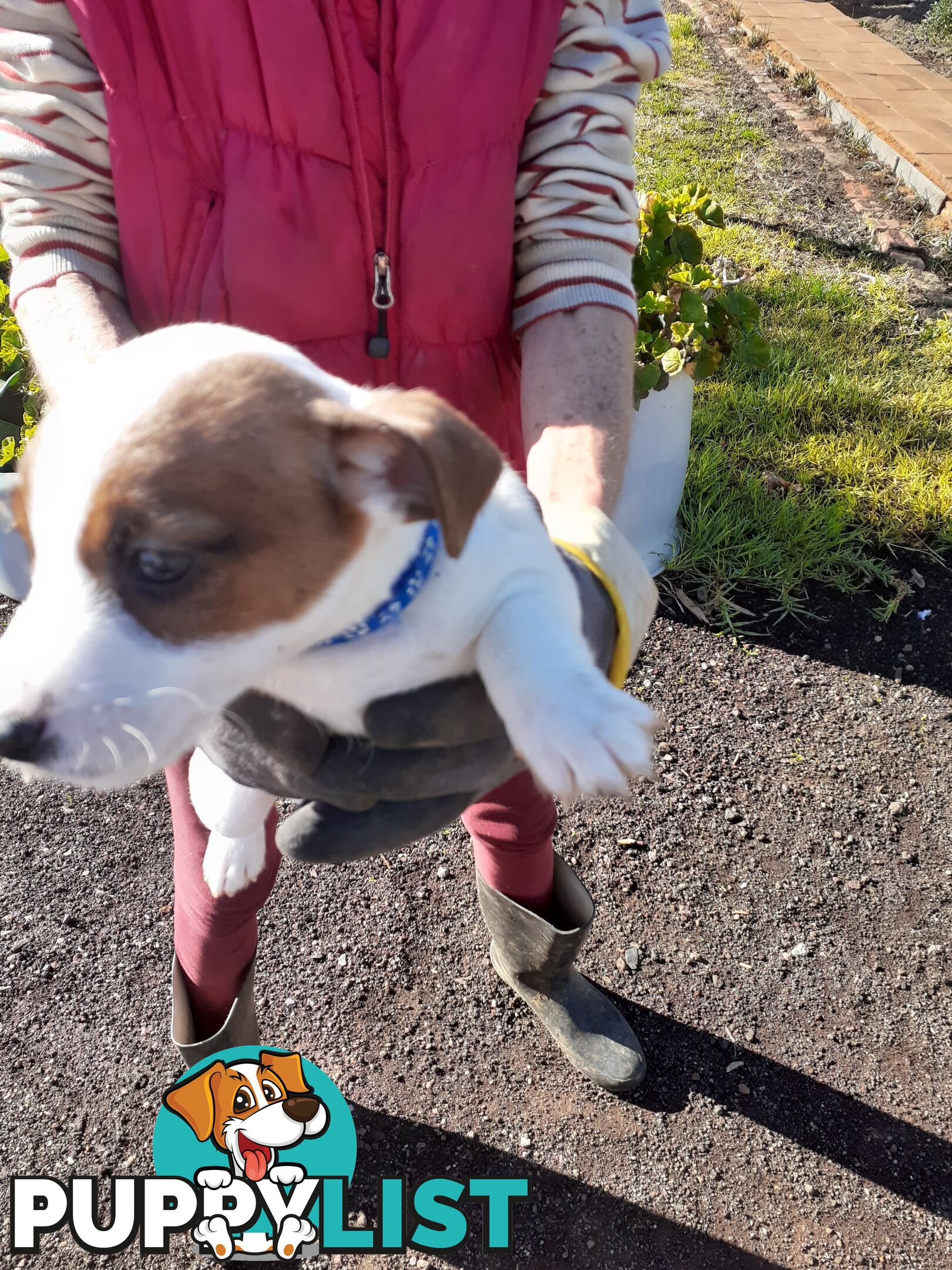 Gorgeous little pure bread jack Russell puppies