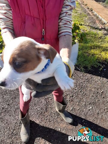 Gorgeous little pure bread jack Russell puppies